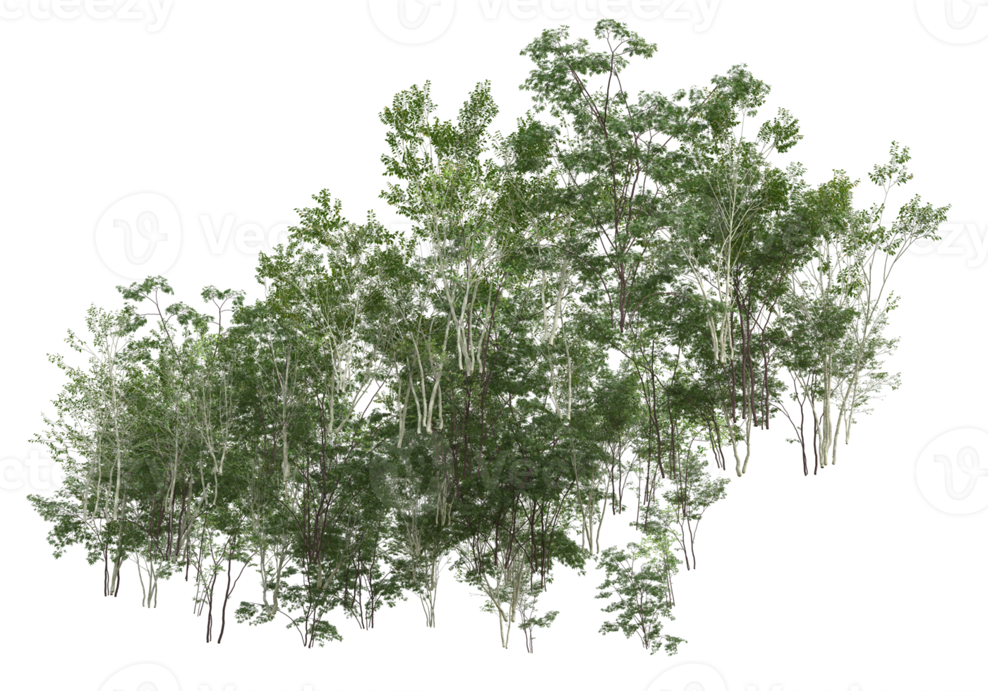 Realistic foliage isolated on transparent background. 3d rendering - illustration png