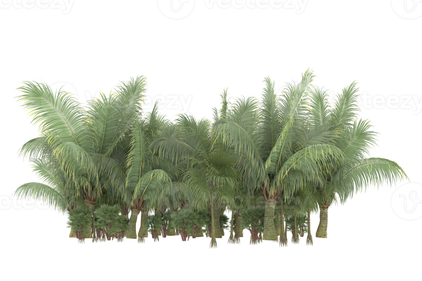 Palm trees isolated on transparent background. 3d rendering - illustration png