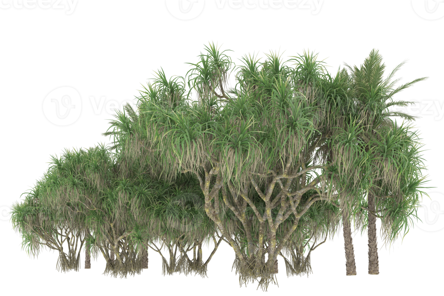 Palm trees isolated on transparent background. 3d rendering - illustration png