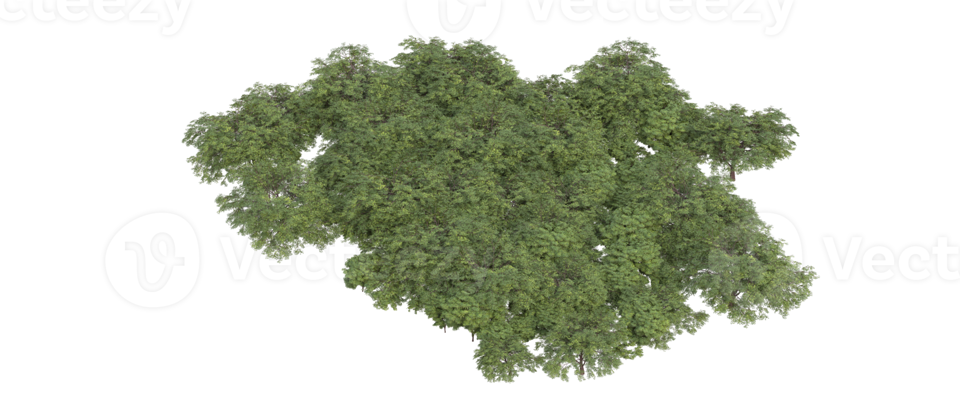 Realistic foliage isolated on transparent background. 3d rendering - illustration png