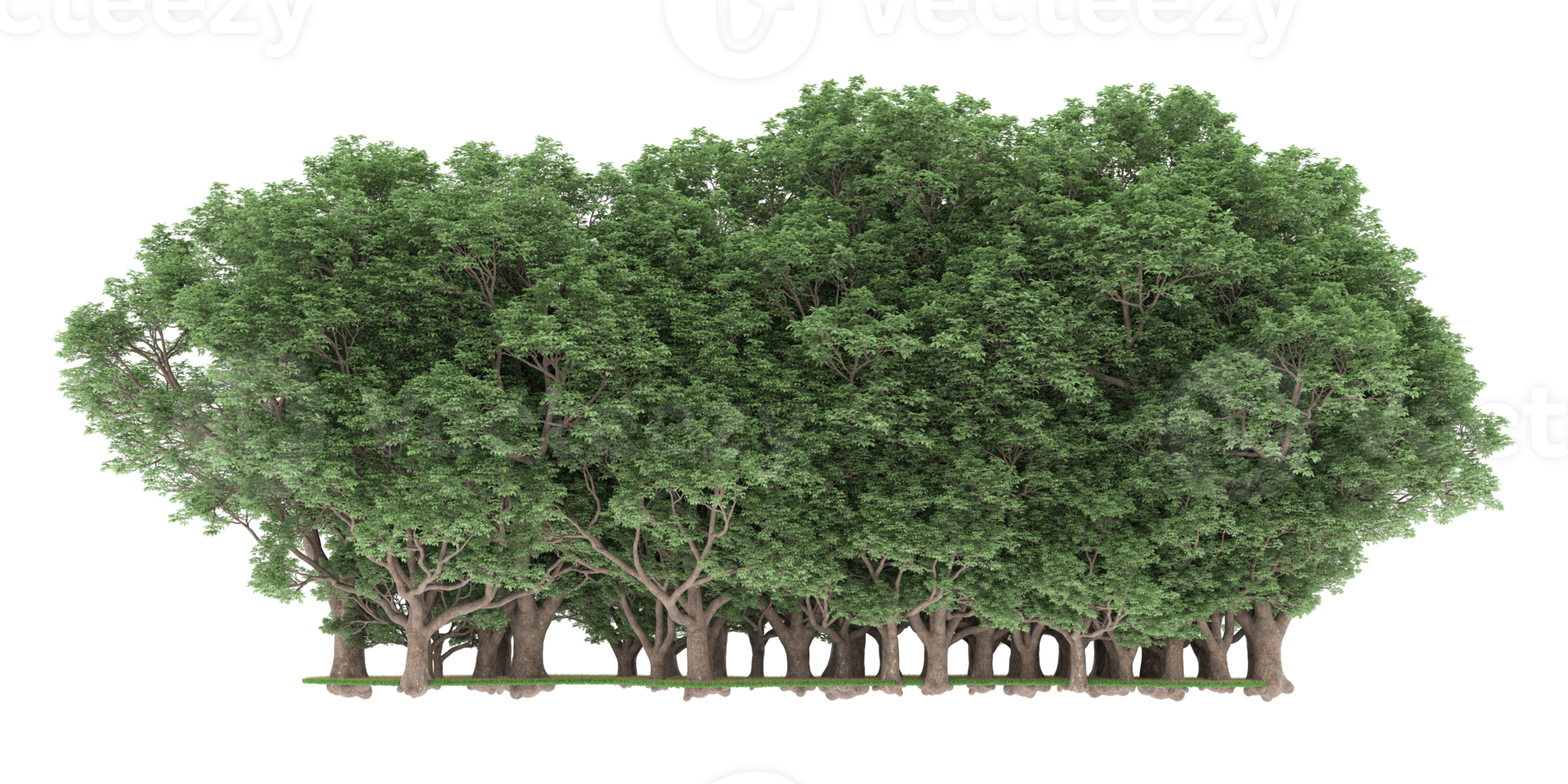 Realistic forest isolated on transparent background. 3d rendering - illustration png