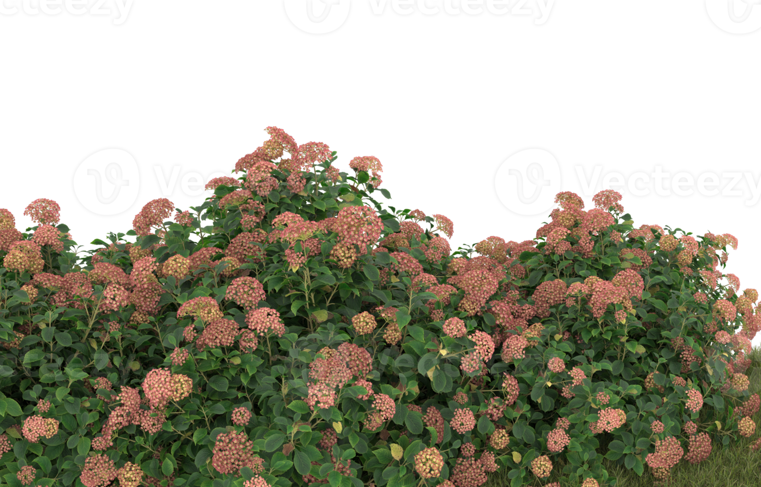 Realistic foliage isolated on transparent background. 3d rendering - illustration png