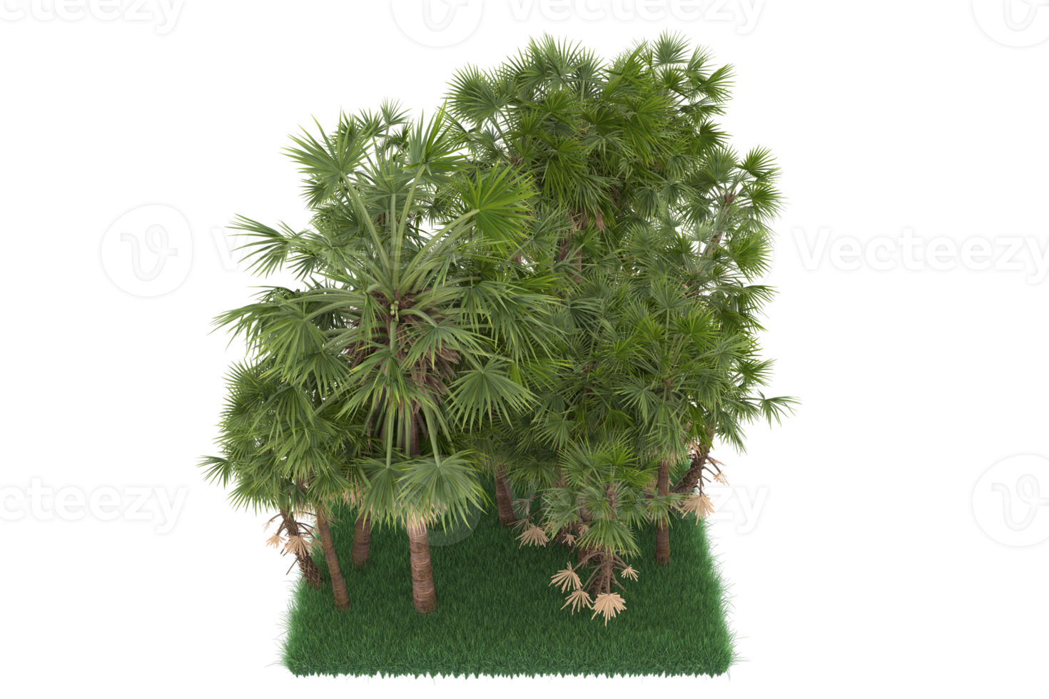 Palm trees isolated on transparent background. 3d rendering - illustration png