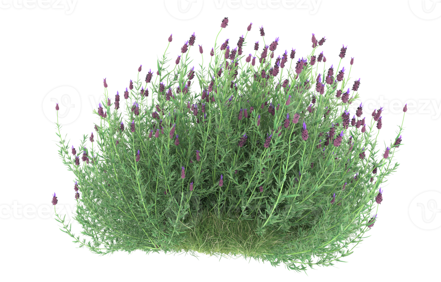 Realistic foliage isolated on transparent background. 3d rendering - illustration png