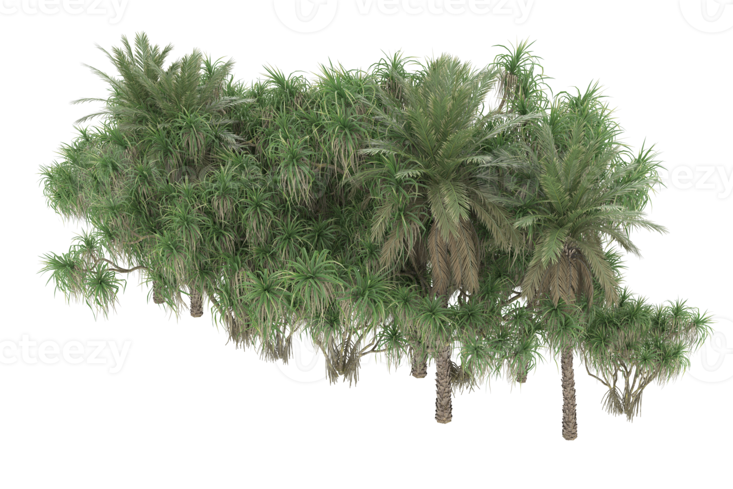 Palm trees isolated on transparent background. 3d rendering - illustration png