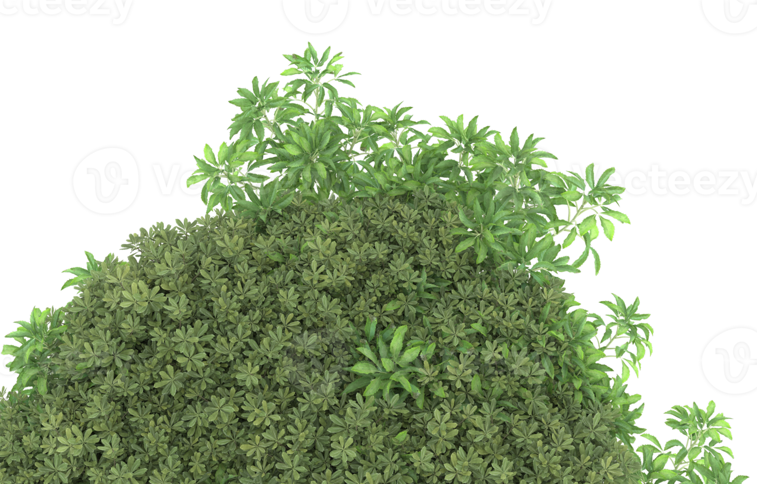 Realistic foliage isolated on transparent background. 3d rendering - illustration png