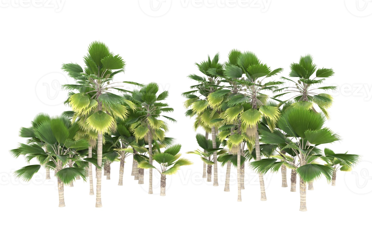 Palm trees isolated on transparent background. 3d rendering - illustration png