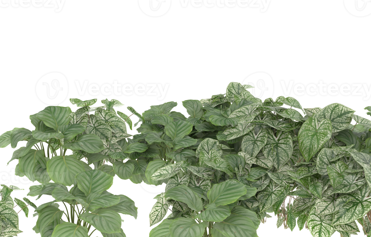Realistic foliage isolated on transparent background. 3d rendering - illustration png