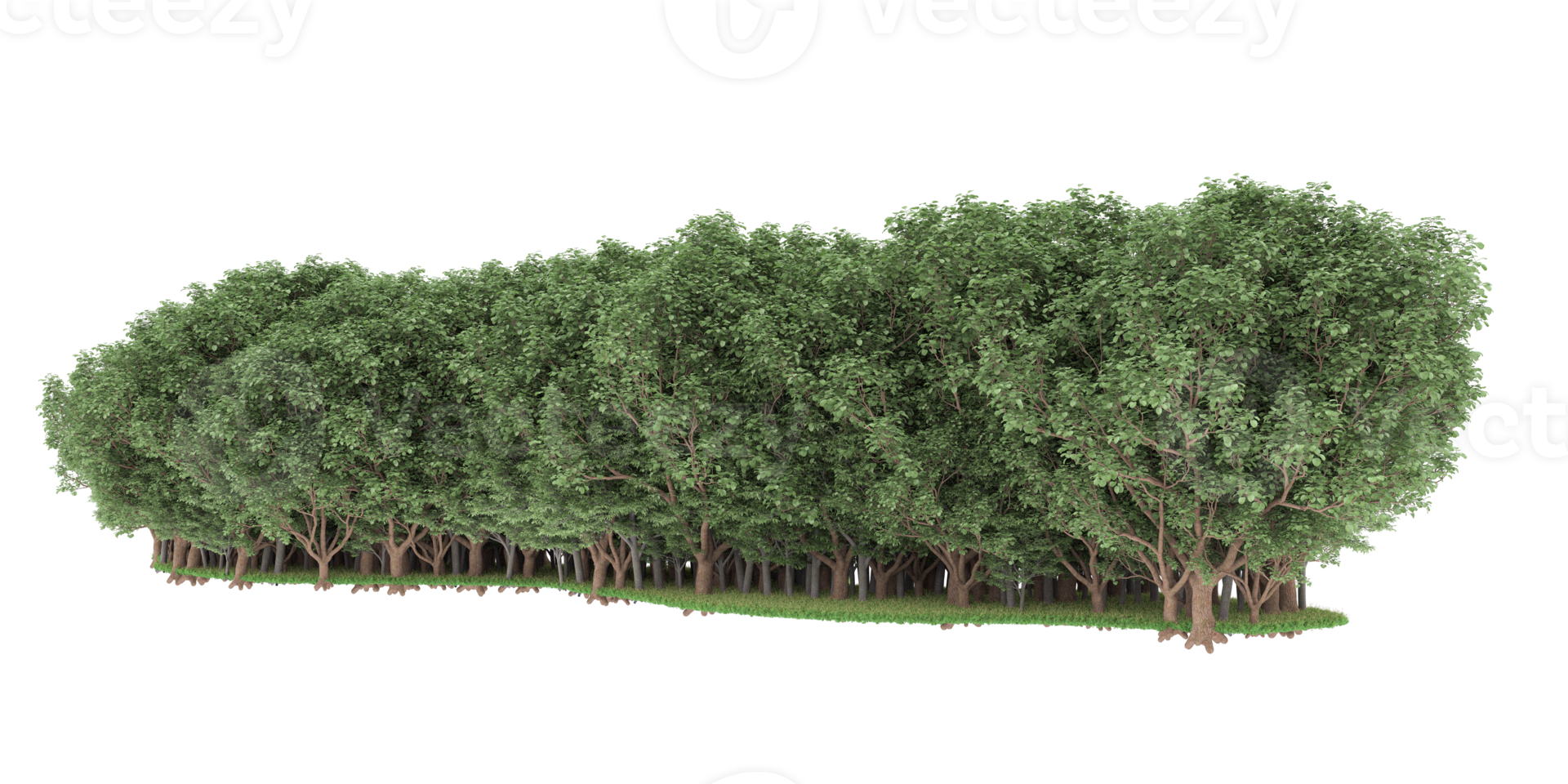 Realistic forest isolated on transparent background. 3d rendering - illustration png