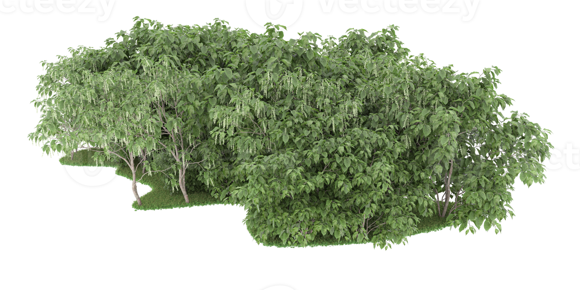 Realistic forest isolated on transparent background. 3d rendering - illustration png