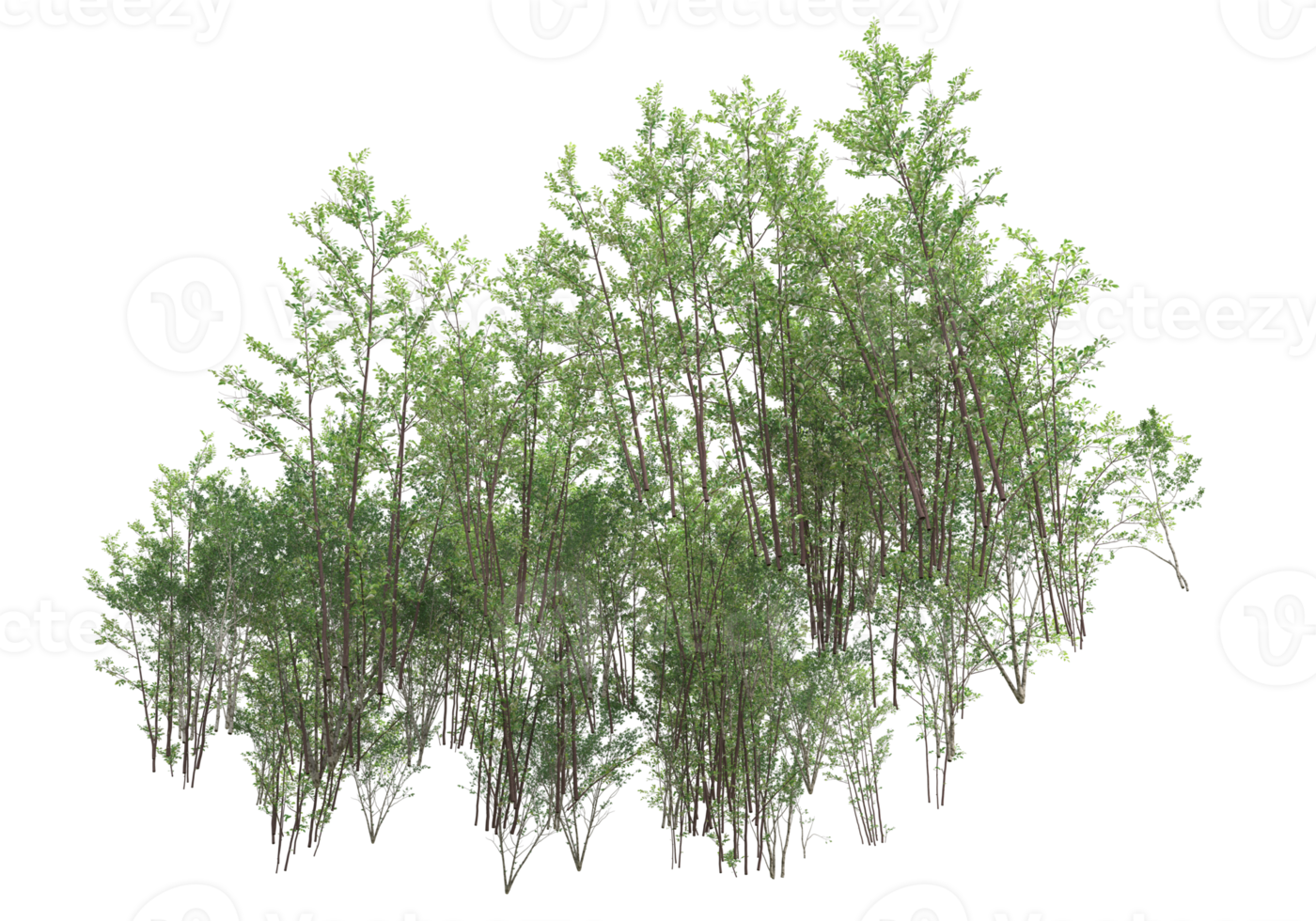 Realistic foliage isolated on transparent background. 3d rendering - illustration png