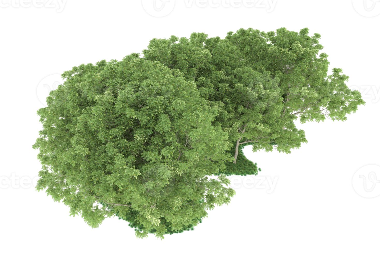Realistic forest isolated on transparent background. 3d rendering - illustration png