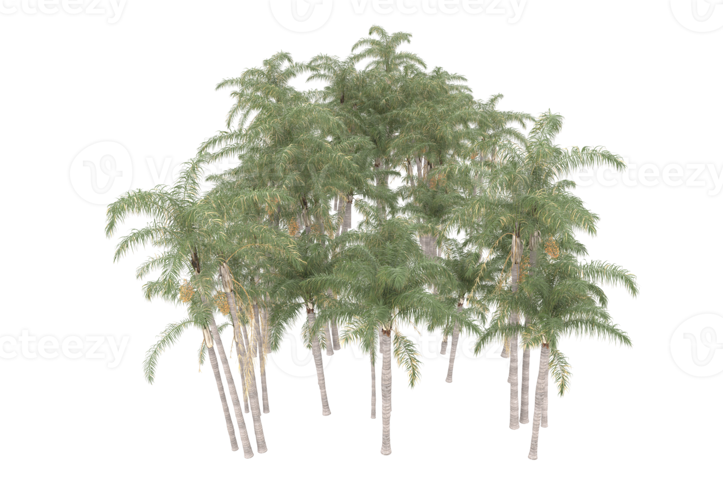 Palm trees isolated on transparent background. 3d rendering - illustration png