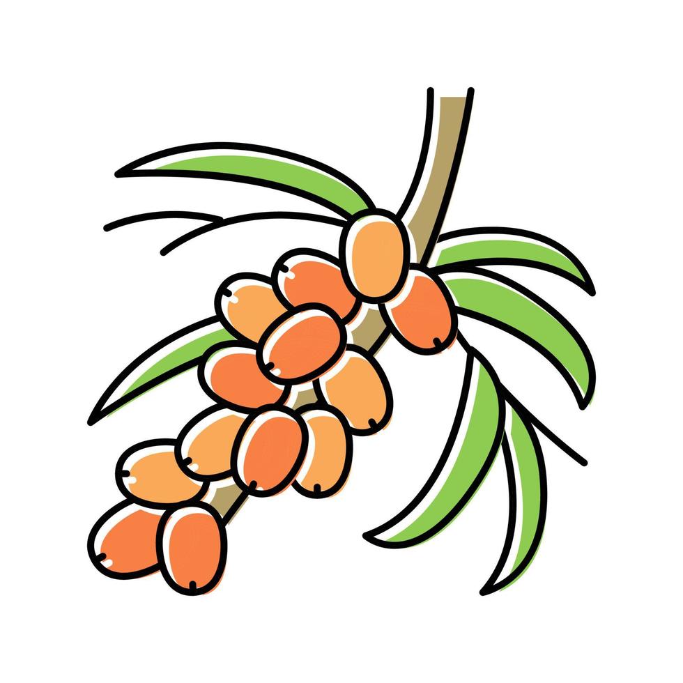 Ilustración de vector de icono de color de rama de árbol de baya de espino cerval
