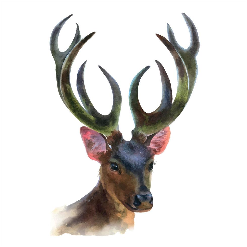 Watercolor Deer Hand Painted Illustration isolated on white background. Realistic portrait of a reindeer with antlers, watercolor animal illustration. vector