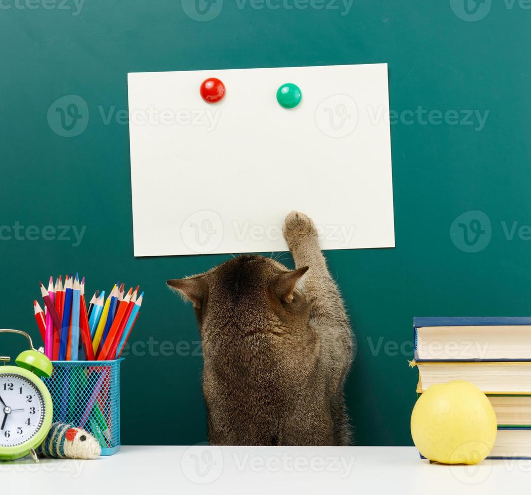 an adult straight-eared Scottish gray cat stretches its paw to the top against the background of a school green chalkboard. Back to school photo