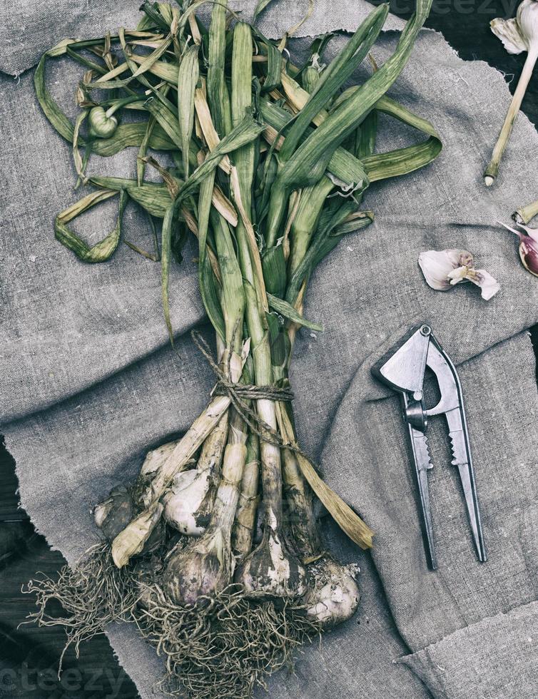 a bunch of young fresh garlic is tied with a rope photo