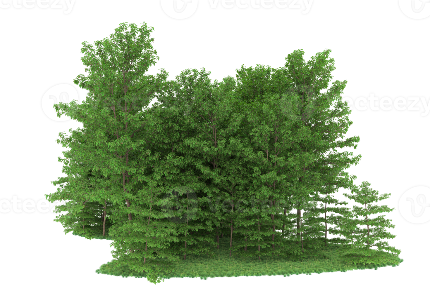 Realistic forest isolated on transparent background. 3d rendering - illustration png