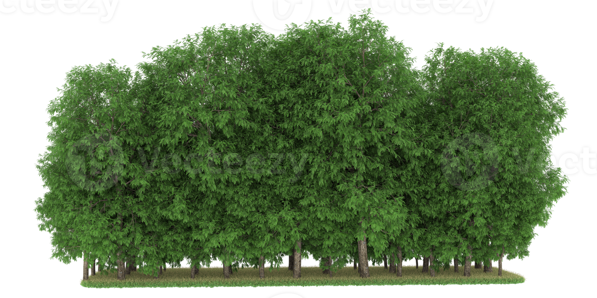 Realistic forest isolated on transparent background. 3d rendering - illustration png