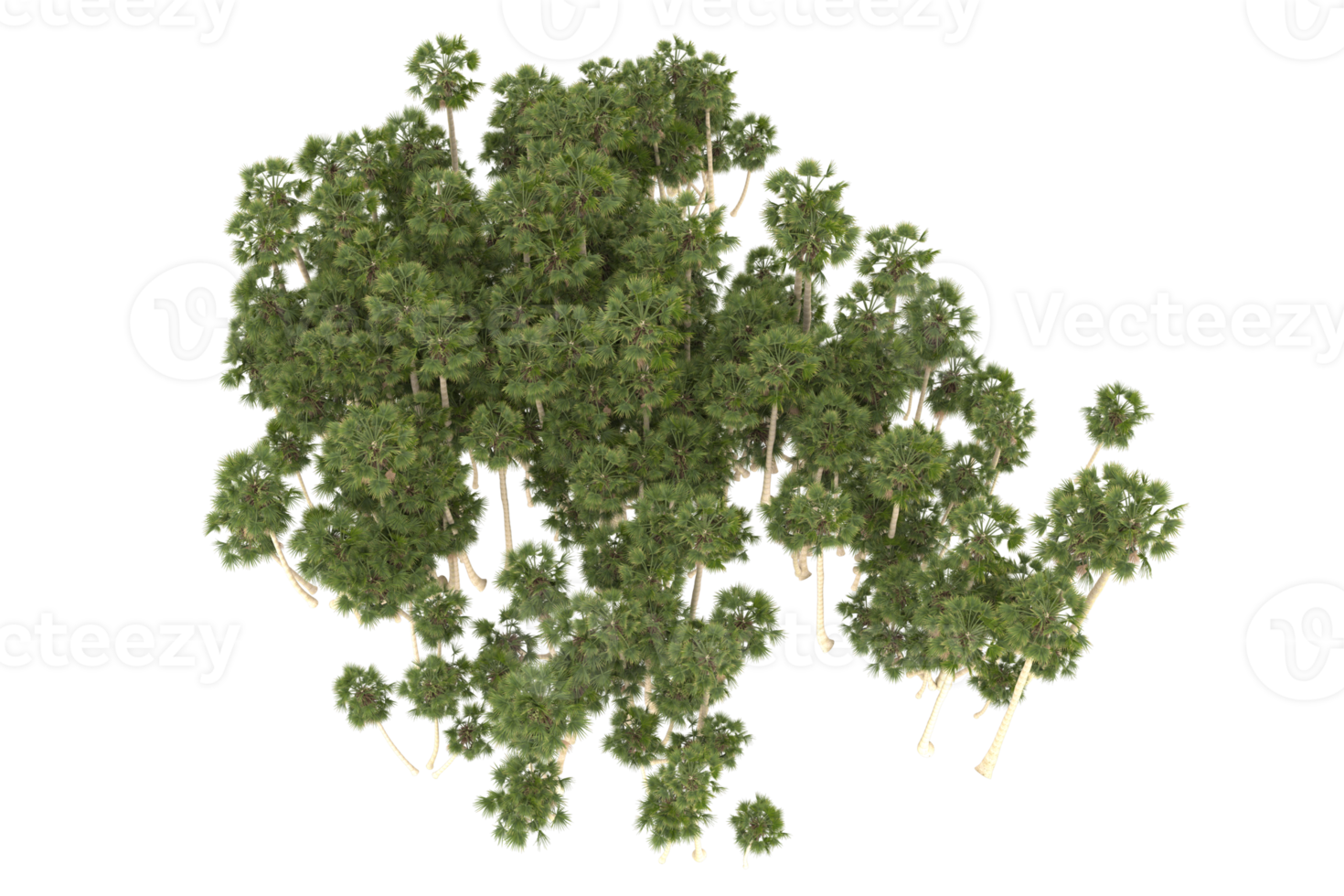 Palm trees isolated on transparent background. 3d rendering - illustration png