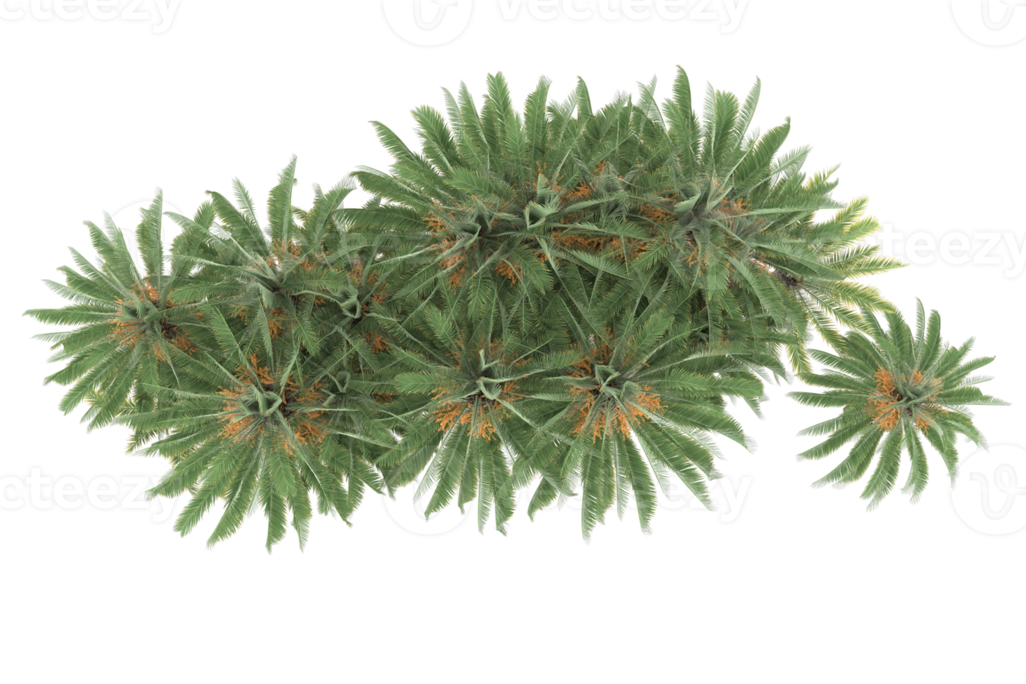 Palm trees isolated on transparent background. 3d rendering - illustration png