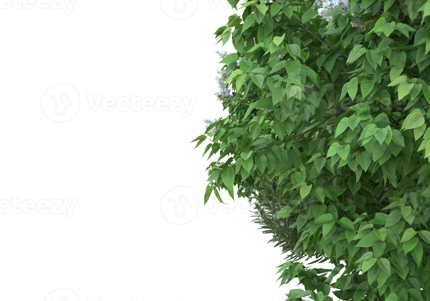 Realistic foliage isolated on transparent background. 3d rendering - illustration png