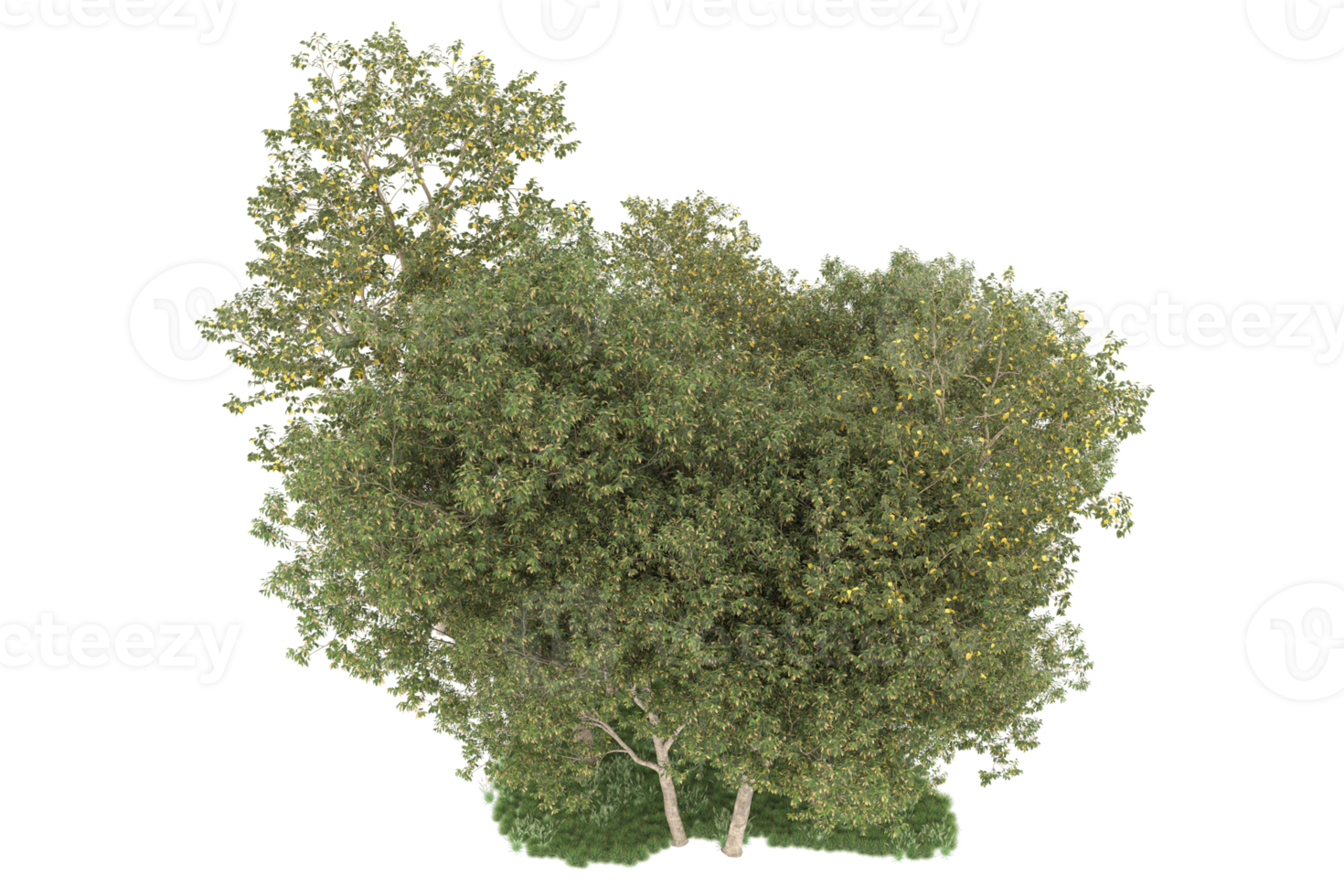 Realistic forest isolated on transparent background. 3d rendering - illustration png