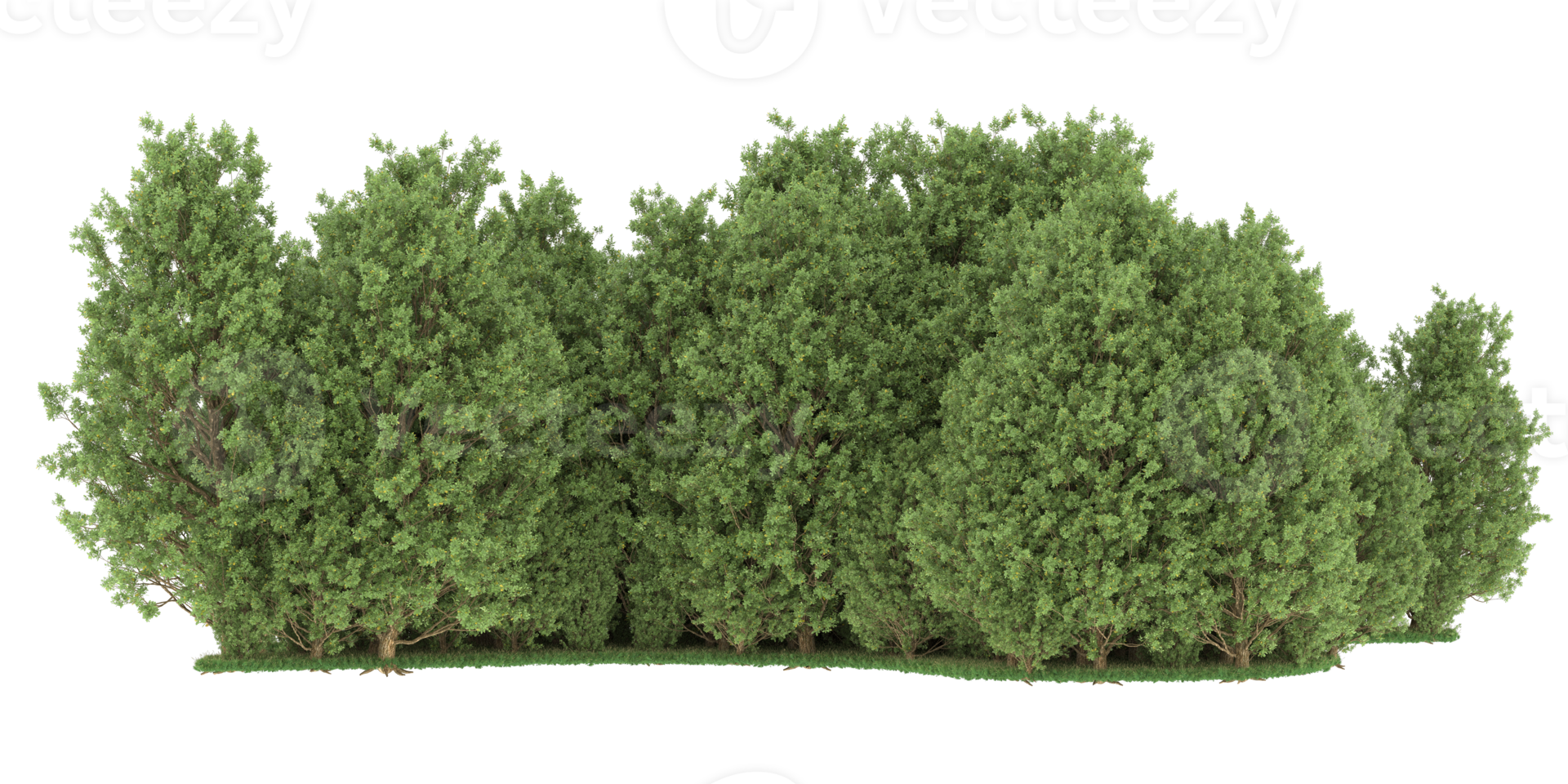 realistico foresta isolato su trasparente sfondo. 3d interpretazione - illustrazione png