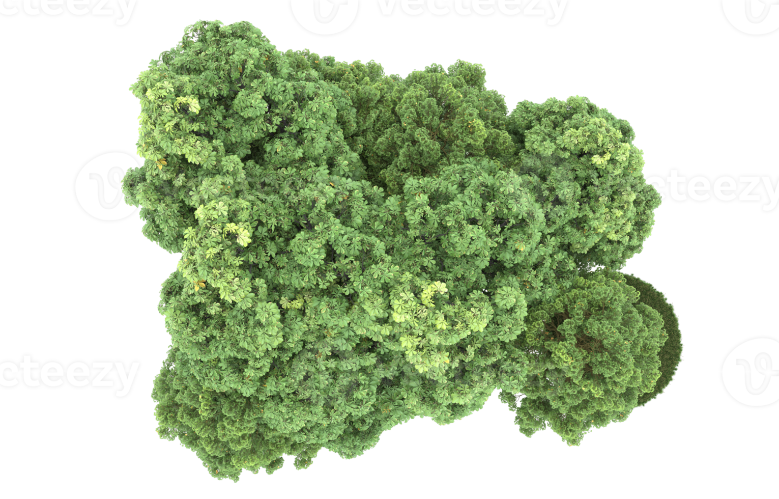 Realistic foliage isolated on transparent background. 3d rendering - illustration png