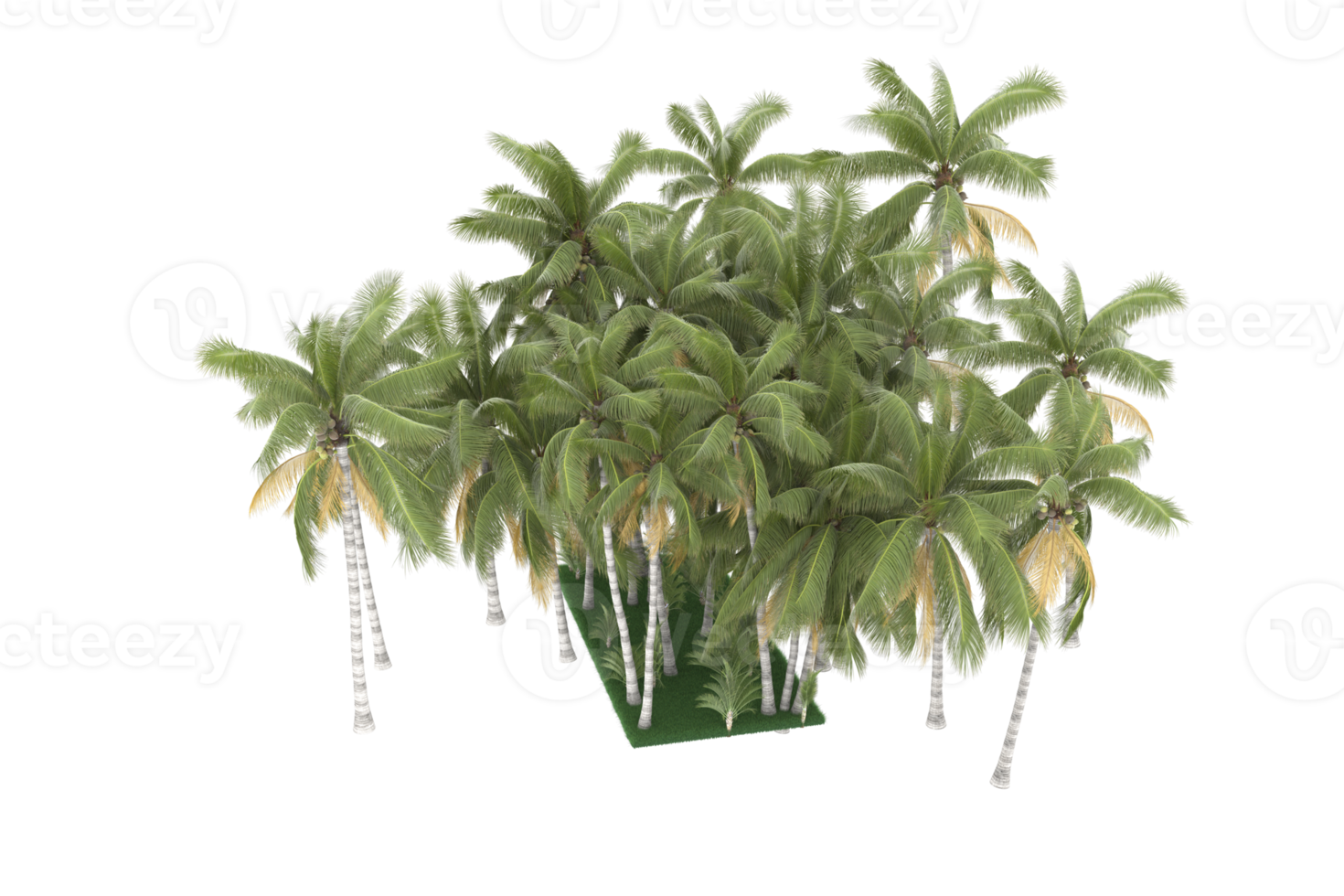 Palm trees isolated on transparent background. 3d rendering - illustration png