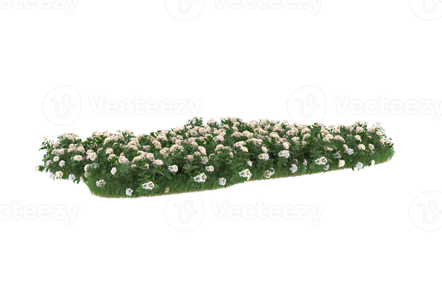 Realistic foliage isolated on transparent background. 3d rendering - illustration png