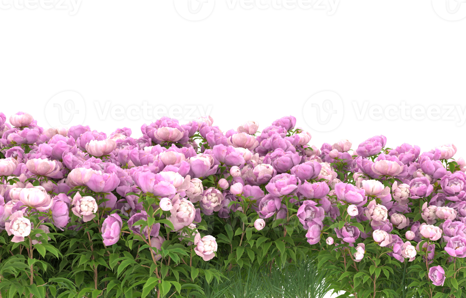 Realistic foliage isolated on transparent background. 3d rendering - illustration png