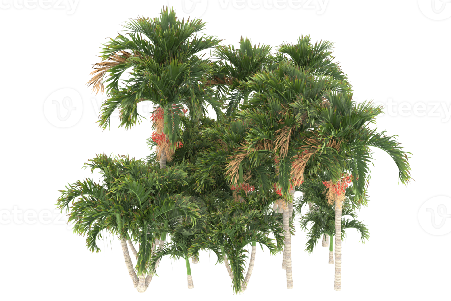 Palm trees isolated on transparent background. 3d rendering - illustration png