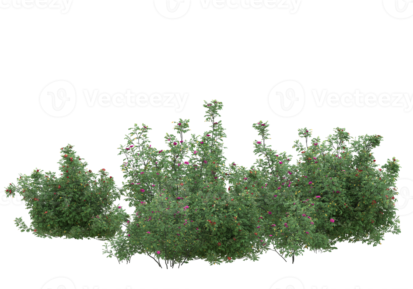 Realistic foliage isolated on transparent background. 3d rendering - illustration png
