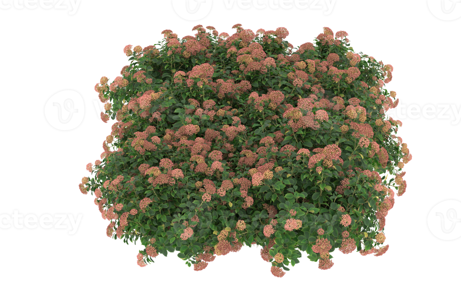 Realistic foliage isolated on transparent background. 3d rendering - illustration png