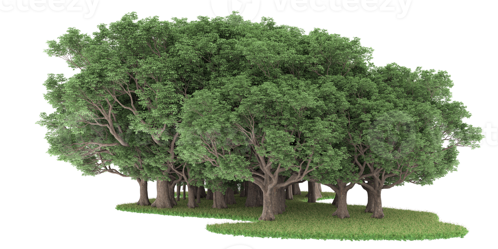 Realistic forest isolated on transparent background. 3d rendering - illustration png