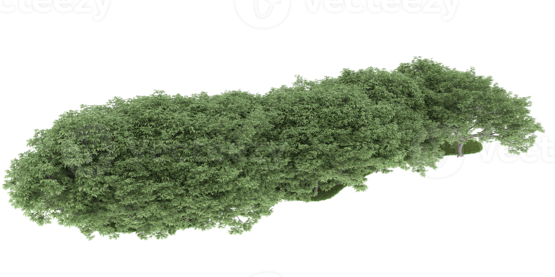 Realistic forest isolated on transparent background. 3d rendering - illustration png