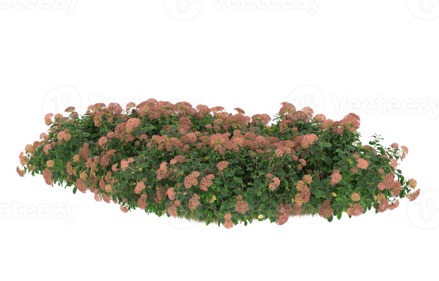 Realistic foliage isolated on transparent background. 3d rendering - illustration png