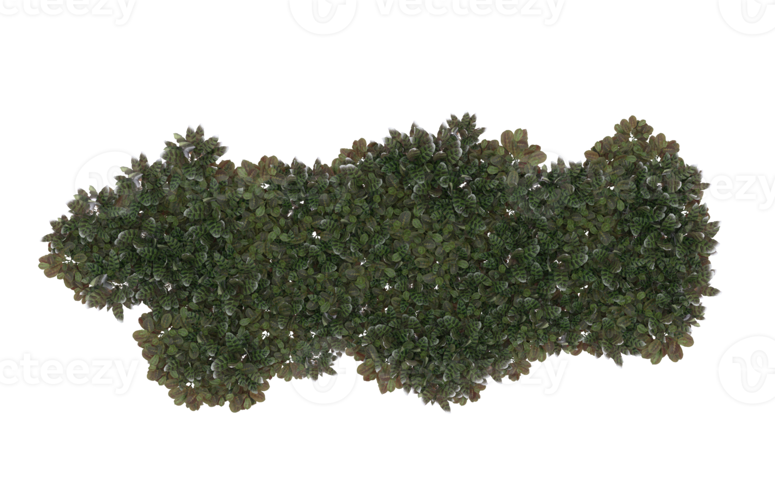 Realistic foliage isolated on transparent background. 3d rendering - illustration png