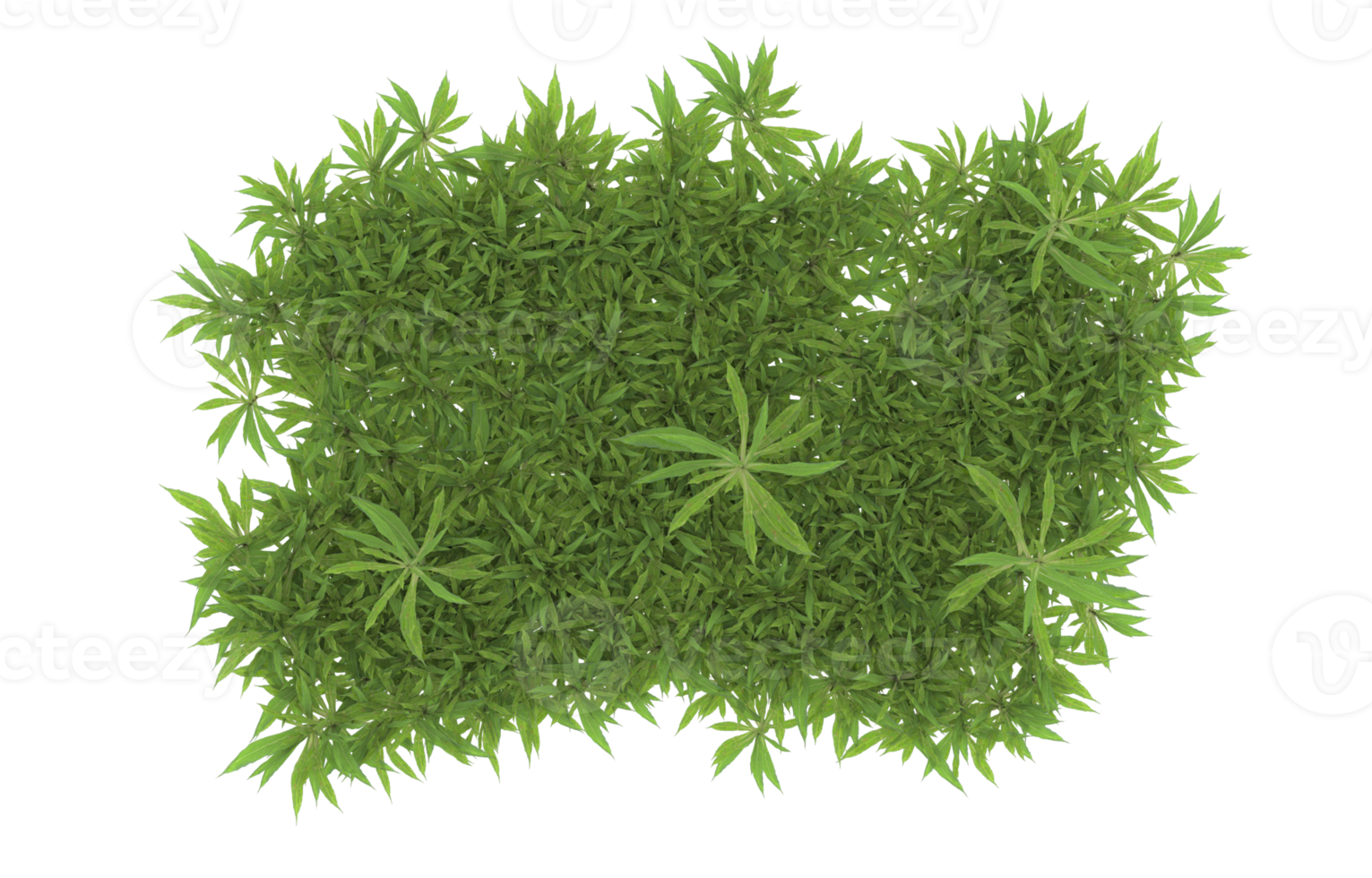 Realistic foliage isolated on transparent background. 3d rendering - illustration png