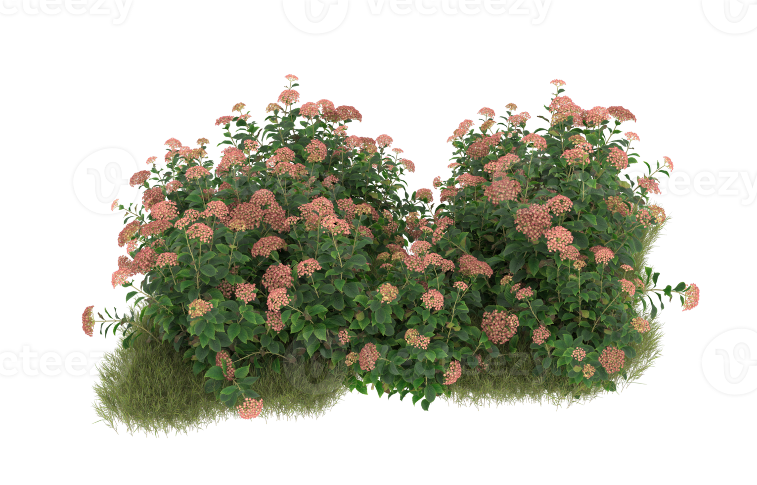 Realistic foliage isolated on transparent background. 3d rendering - illustration png
