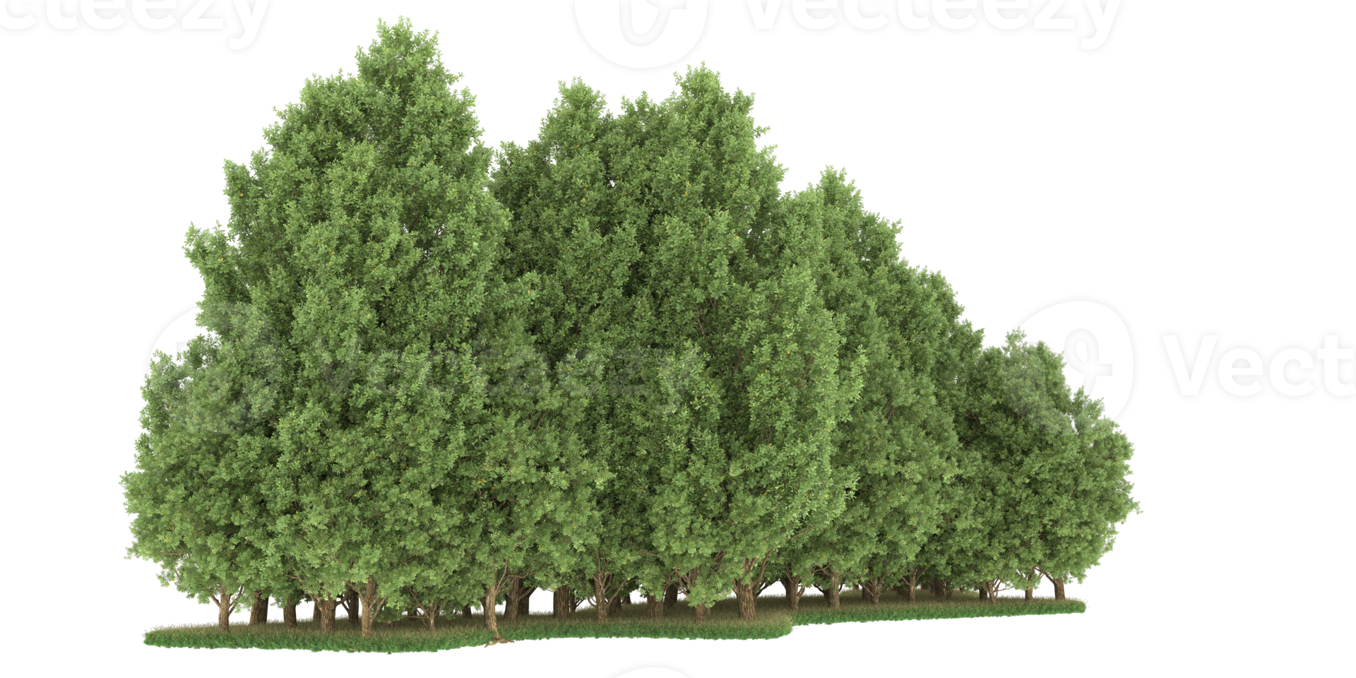 Realistic forest isolated on transparent background. 3d rendering - illustration png