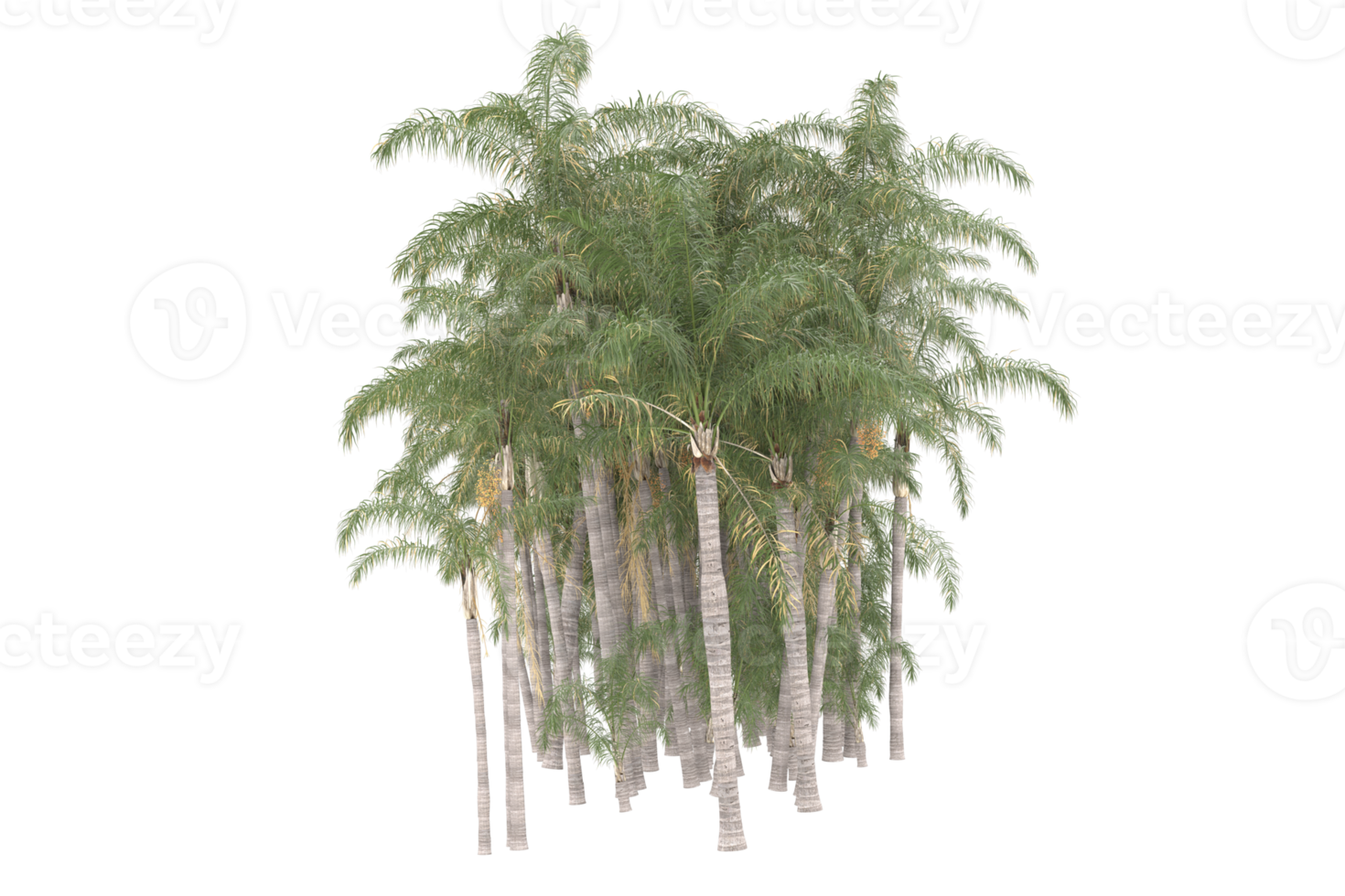 Palm trees isolated on transparent background. 3d rendering - illustration png