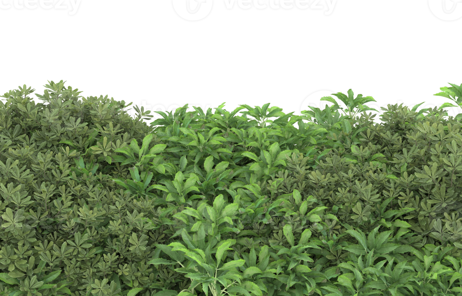 Realistic foliage isolated on transparent background. 3d rendering - illustration png