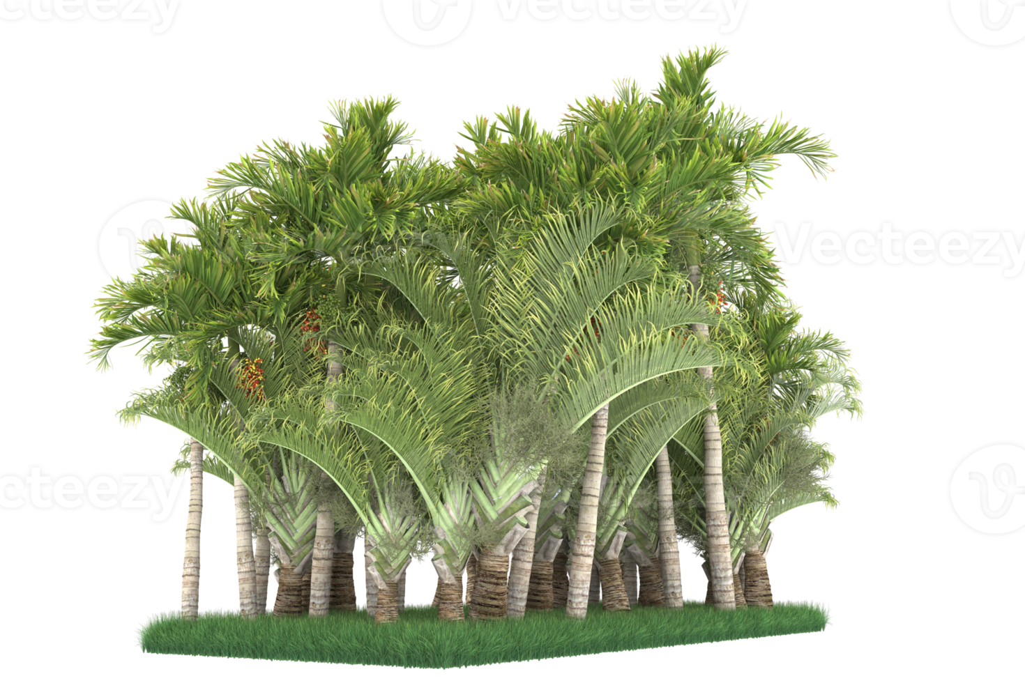 Palm trees isolated on transparent background. 3d rendering - illustration png