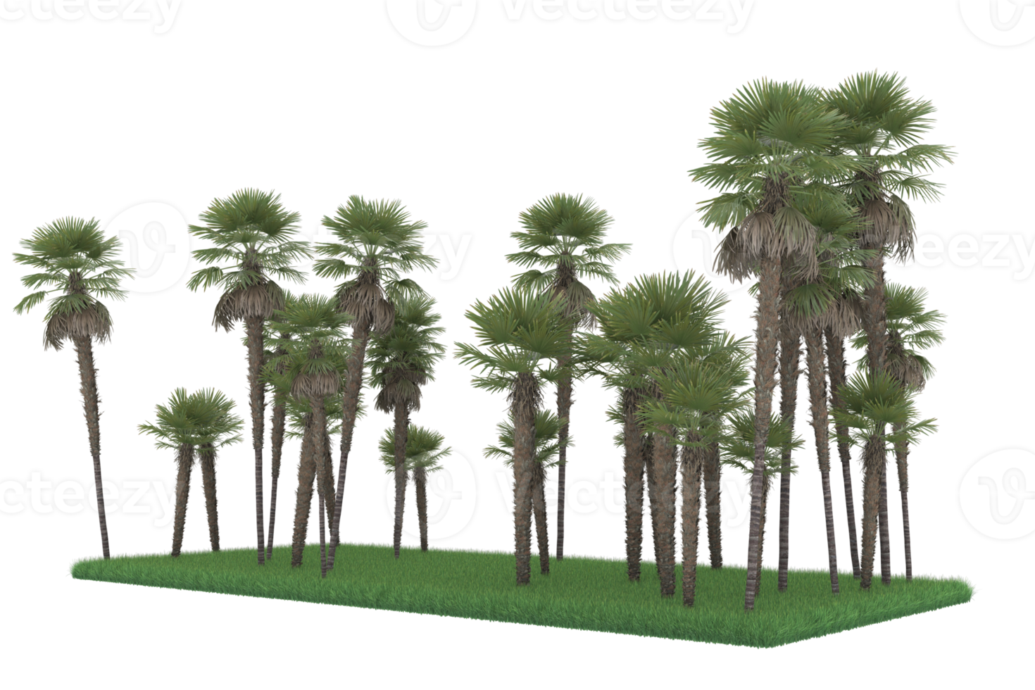 Palm trees isolated on transparent background. 3d rendering - illustration png