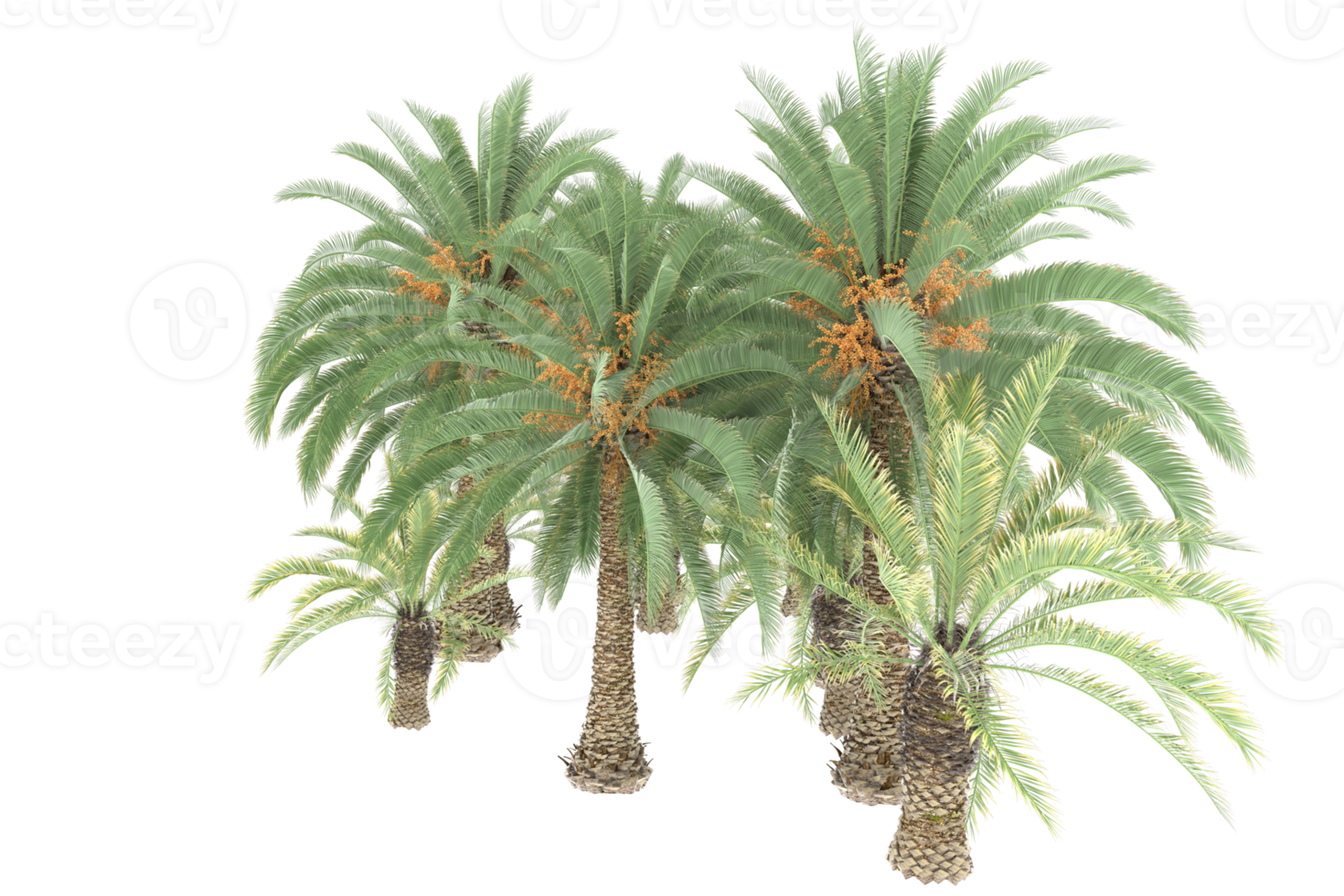 Palm trees isolated on transparent background. 3d rendering - illustration png