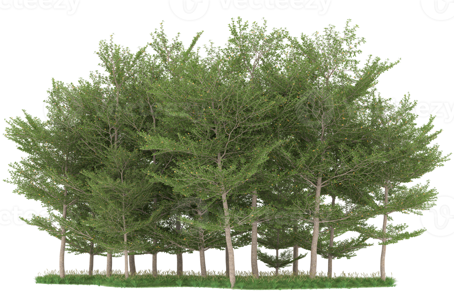 Realistic forest isolated on transparent background. 3d rendering - illustration png