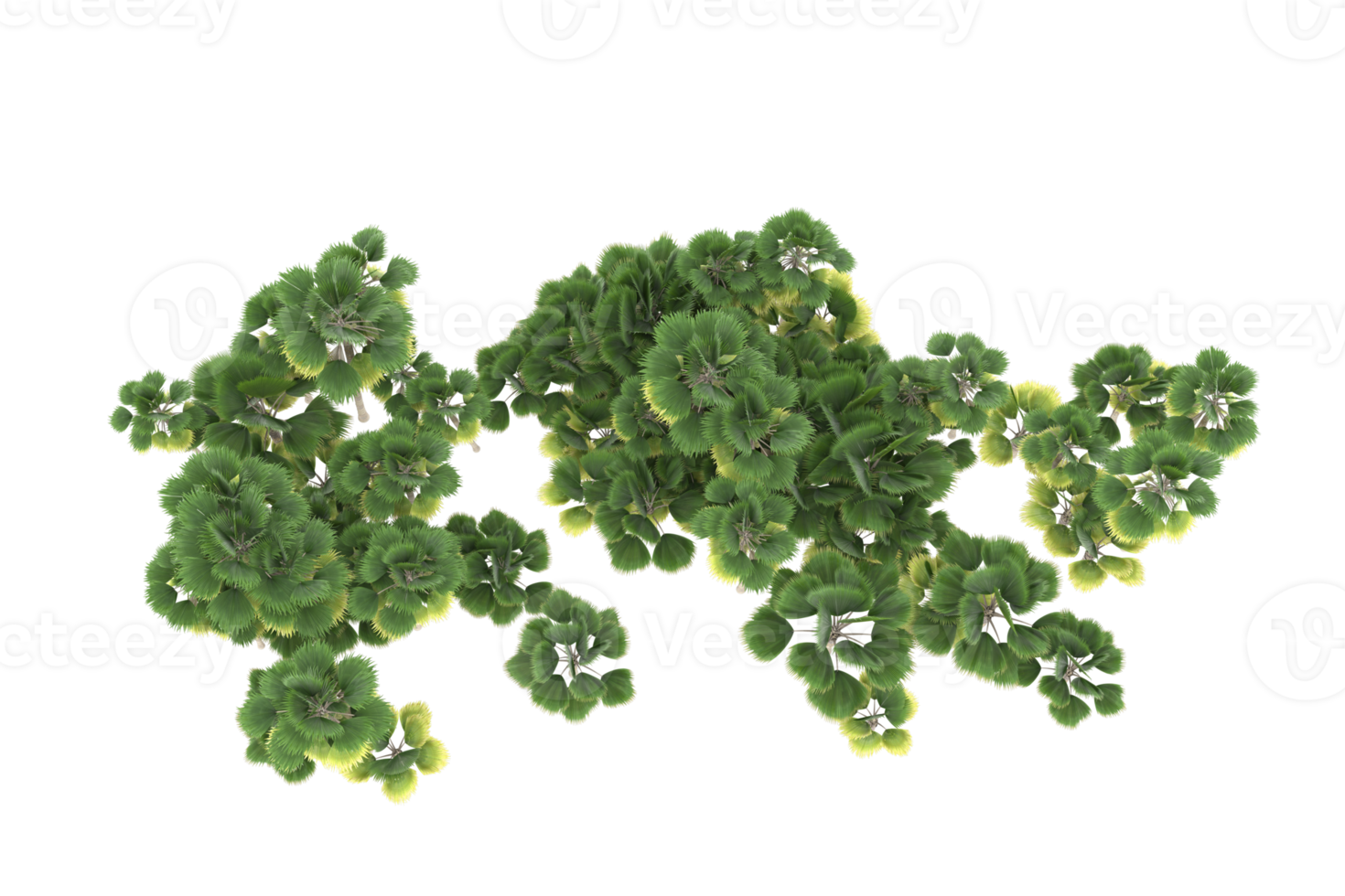 Palm trees isolated on transparent background. 3d rendering - illustration png