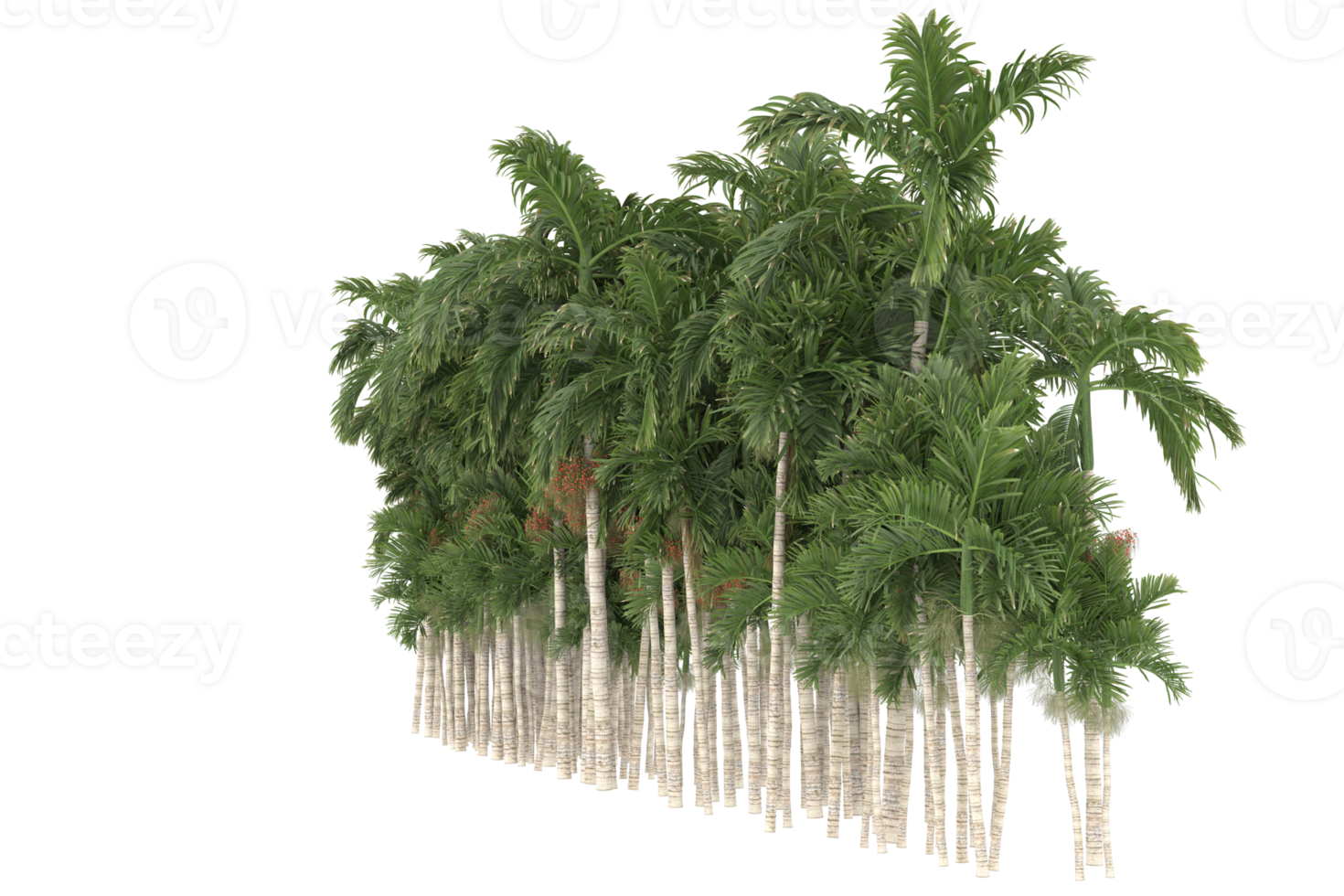 Palm trees isolated on transparent background. 3d rendering - illustration png